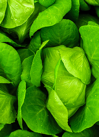 We select our fruits and vegetables when they are at their peak nutritional content.
