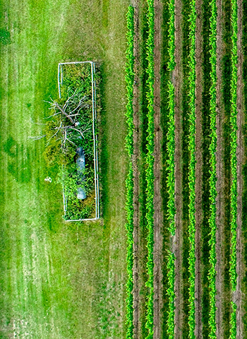 Our products are rapidly frozen or processed shortly after harvesting to preserve its inherent freshness.