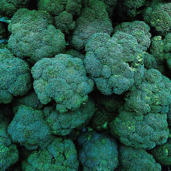 Broccoli